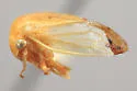 Tortistilus trilineatus - photo 4
