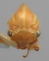 Tortistilus trilineatus - photo 5