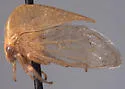 Tortistilus wickhami