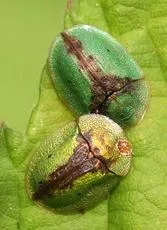 Tortoise Beetle