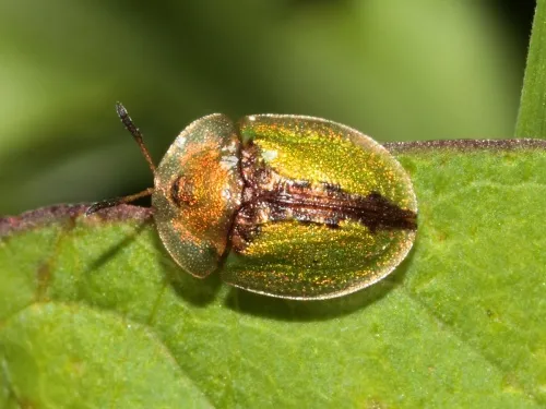 Tortoise Beetle - photo 2