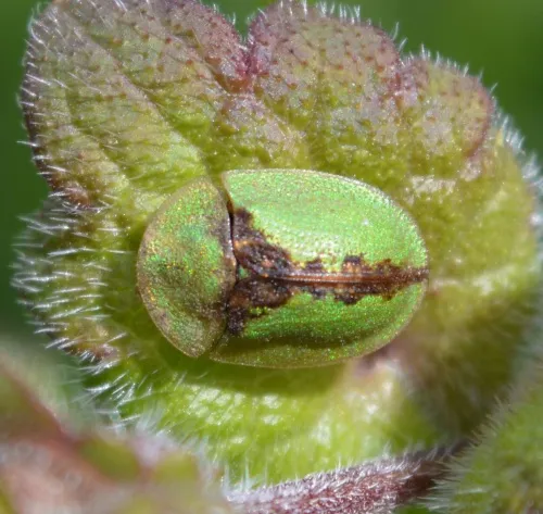 Tortoise Beetle - photo 3