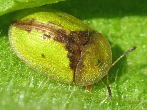 Tortoise Beetle - photo 4