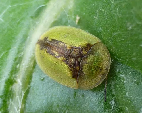 Tortoise Beetle - photo 5