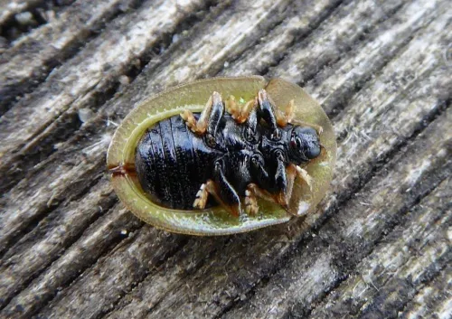 Tortoise Beetle - photo 6