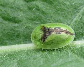 Tortoise Beetle - photo 7