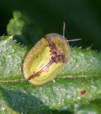 Tortoise Beetle - photo 8