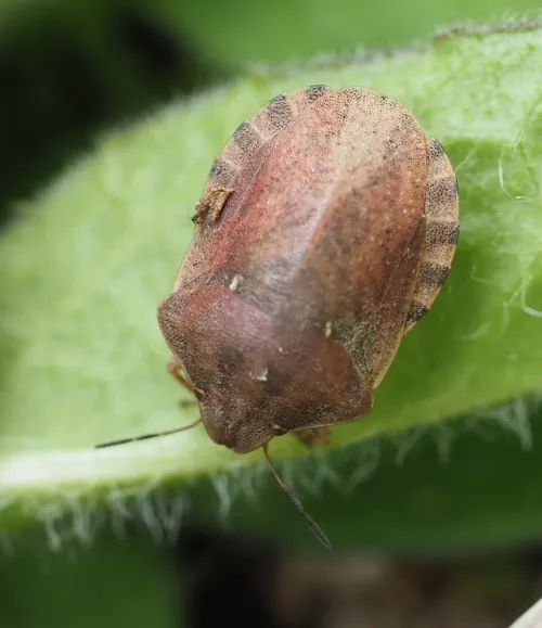 Tortoise Bug - photo 7