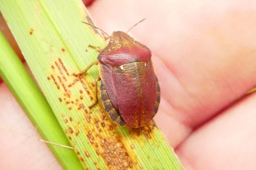 Tortoise Bug - photo 2