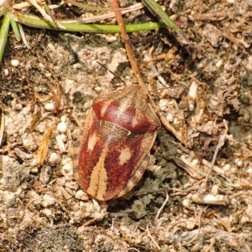 Tortoise Bug - photo 3