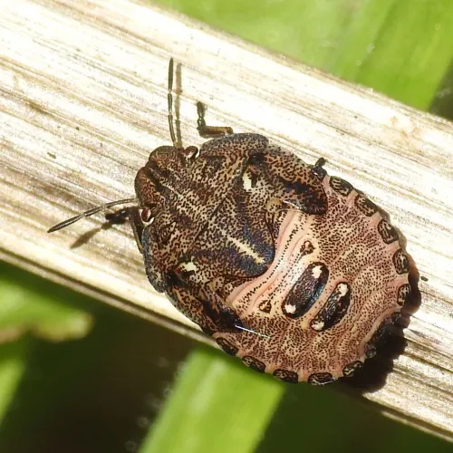 Tortoise Bug - photo 4