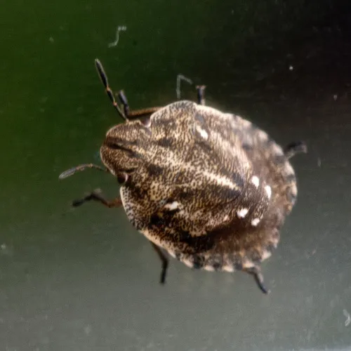 Tortoise Bug - photo 5