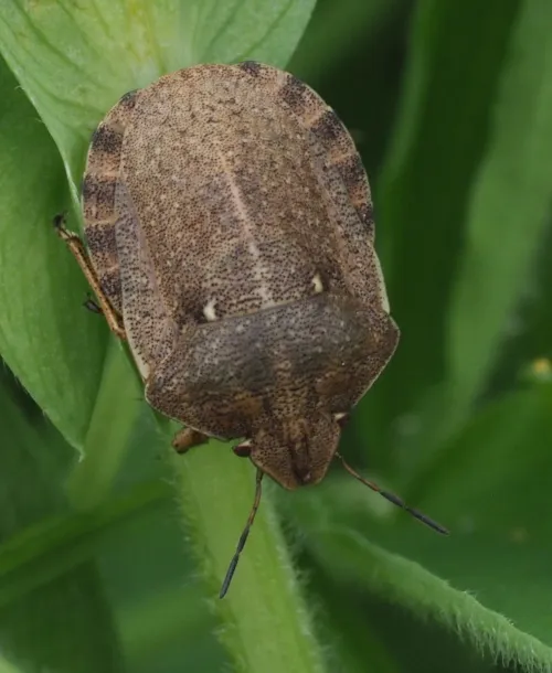 Tortoise Bug - photo 6
