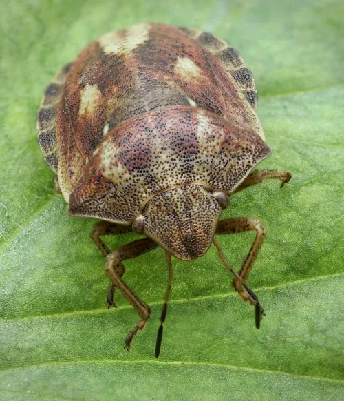 Tortoise Bug