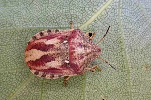 Tortoise Bug - photo 2