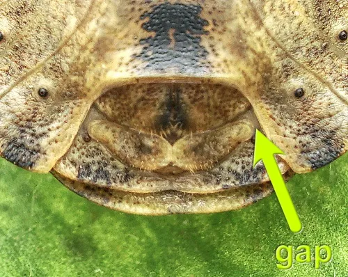 Tortoise Bug - photo 3