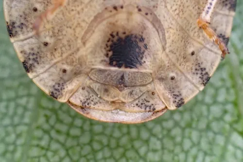 Tortoise Bug - photo 4