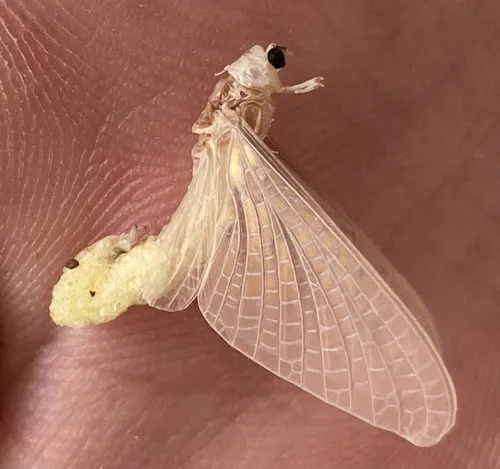 Tortopsis puella