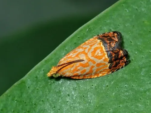 Tortricid Moths - photo 2