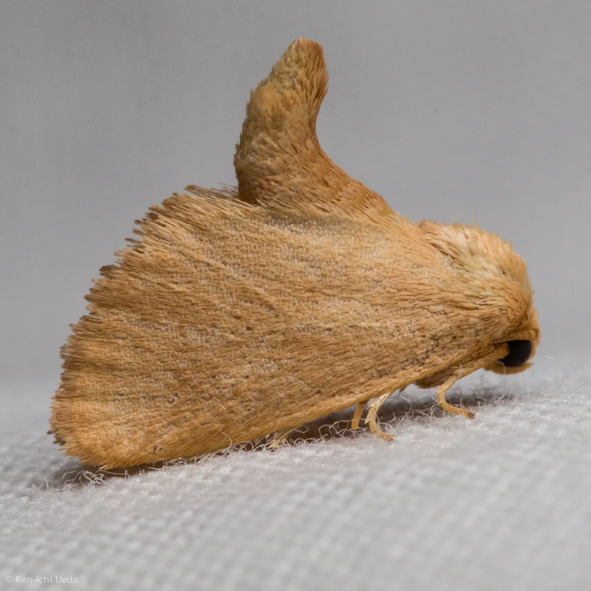 Red-crossed Button Slug Moth - photo 3