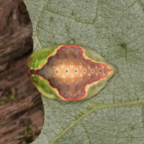 Red-crossed Button Slug Moth - photo 5