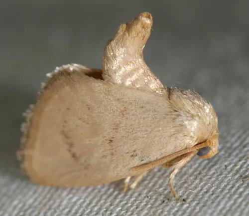 Red-crossed Button Slug Moth - photo 6