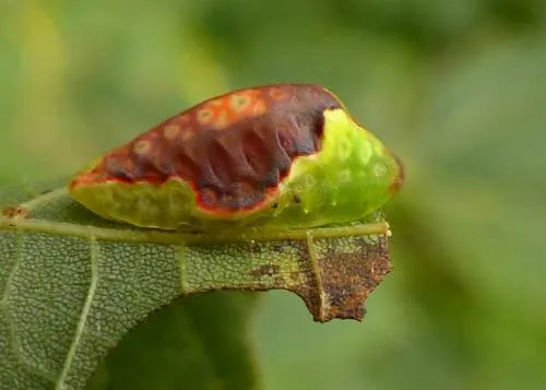 Red-crossed Button Slug Moth - photo 7