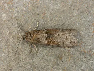Tortricodes alternella - photo 2