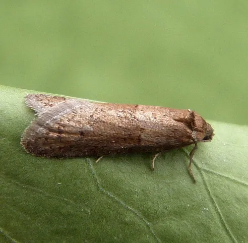 Tortricodes alternella - photo 3
