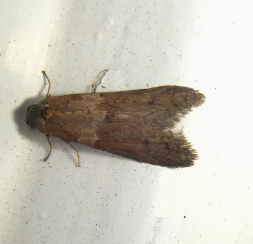 Tortricodes alternella - photo 4