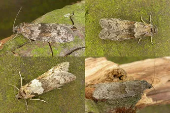 Tortricodes alternella - photo 5
