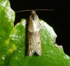 Tortricodes alternella - photo 6