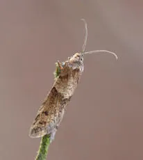 Tortricodes alternella - photo 7