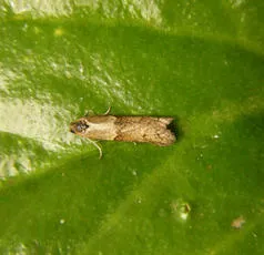 Tortricodes alternella - photo 8
