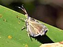 Tortyra iocyaneus - Hodges#2653.1
