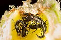 Torvothrips kosztarabi