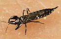 Torvothrips kosztarabi - photo 3