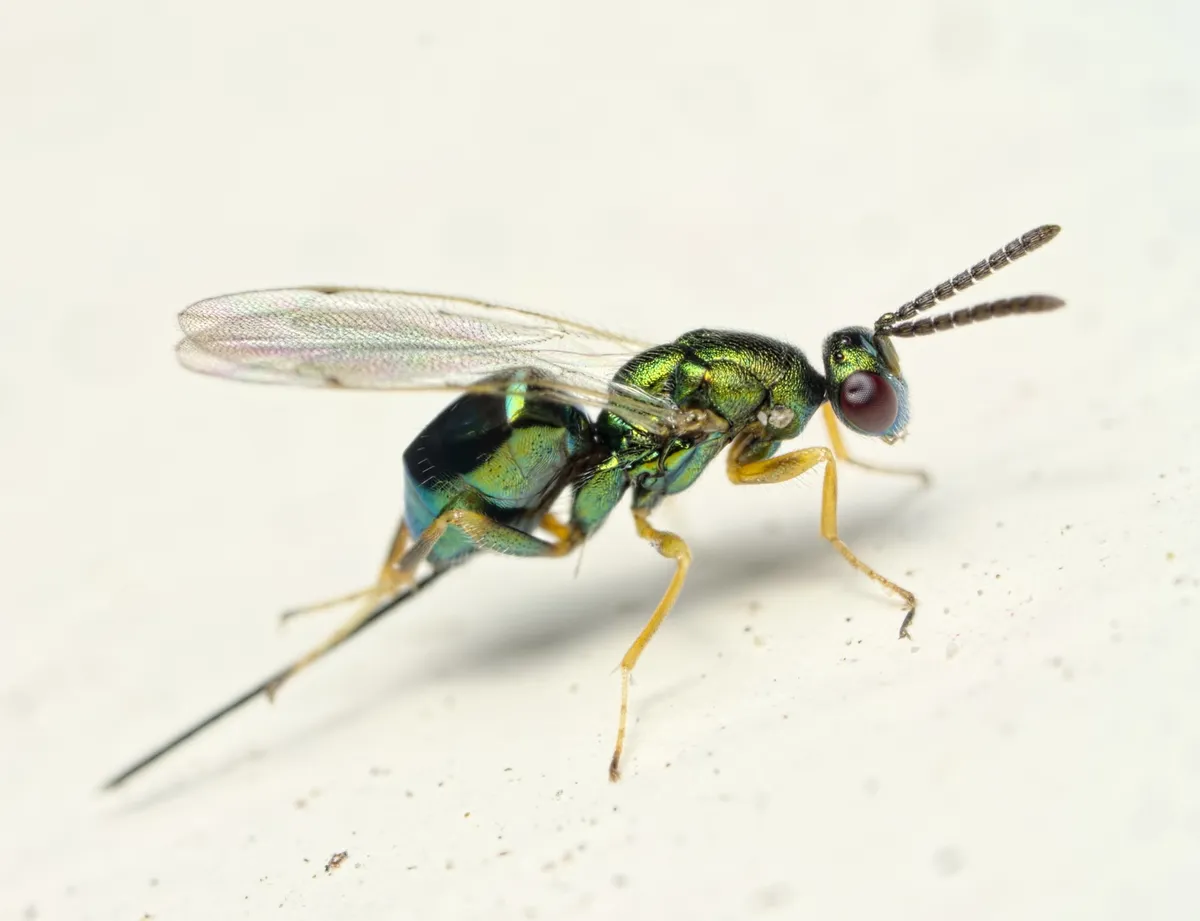 Torymidae - photo 2