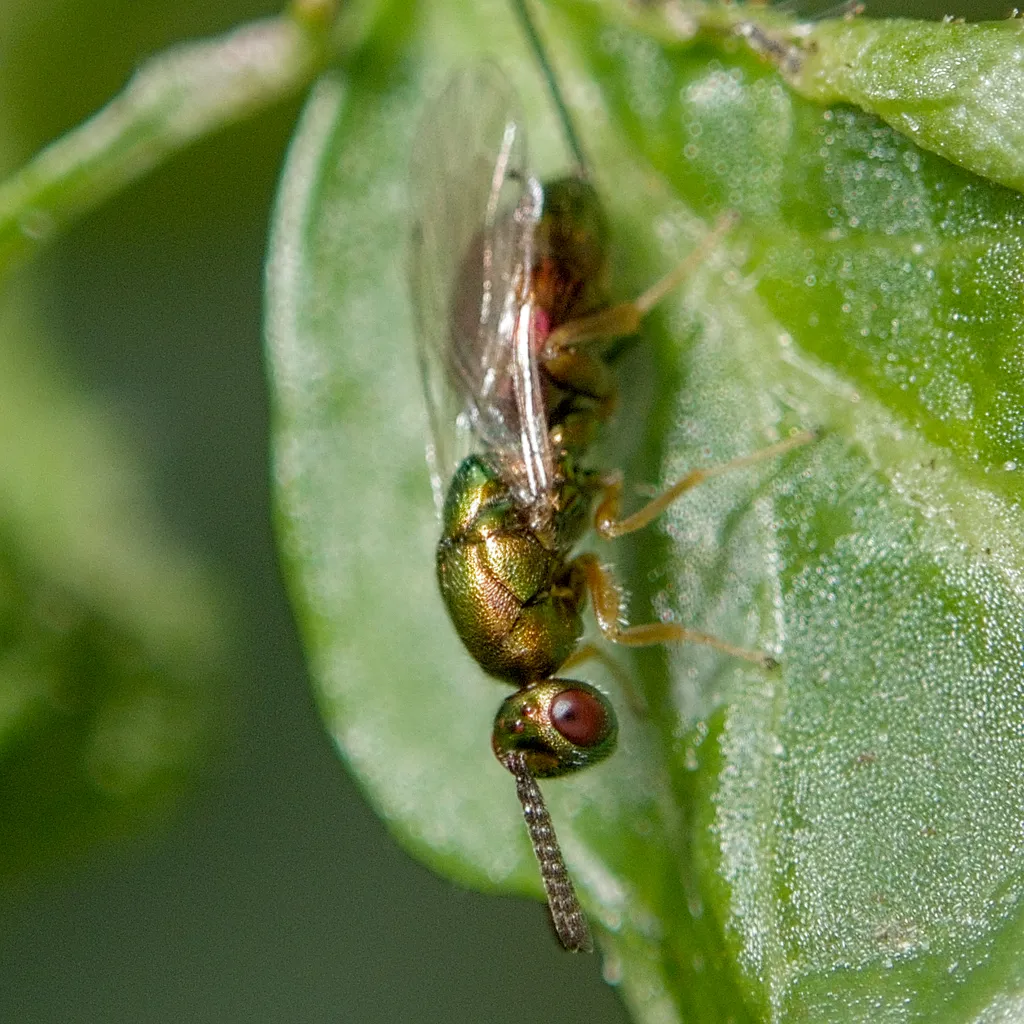 Torymus affinis - photo 2