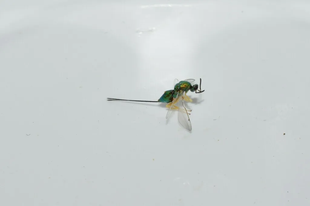 Torymus auratus - photo 2