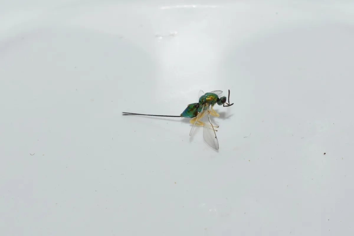 Torymus auratus - photo 3