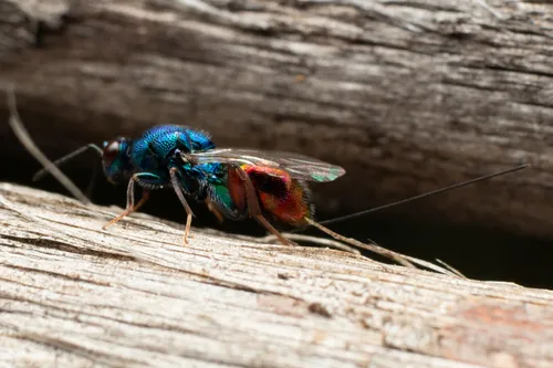 Torymus calcaratus