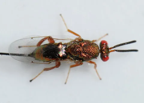 Torymus californica - photo 2