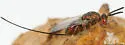 Oak Gall Chalcidoid Wasp