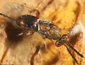 Oak Gall Chalcidoid Wasp - photo 2
