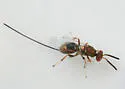 Oak Gall Chalcidoid Wasp - photo 3