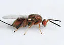Oak Gall Chalcidoid Wasp - photo 4