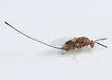 Oak Gall Chalcidoid Wasp - photo 5