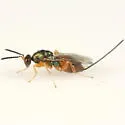 Torymus flavicoxa