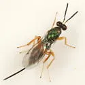 Torymus flavicoxa - photo 2